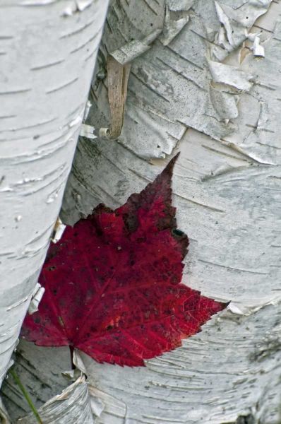 New York, Inlet Maple leaf on aspen tree trunk